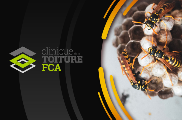 A wasp nest presented by Clinique de la Toiture FCA