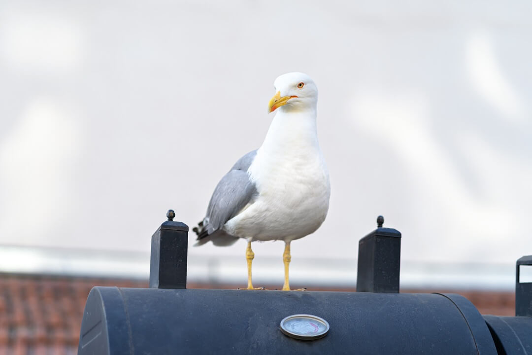 Gull bird parked on a roof.