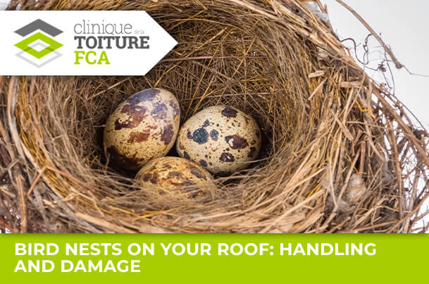 Bird nests on your roof: handling and damage