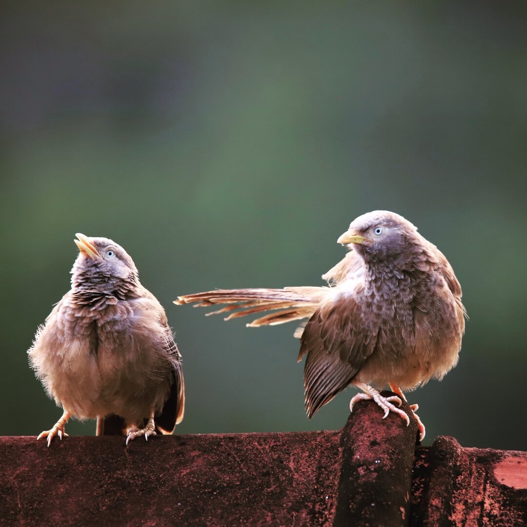 Two birds parked on a roof.