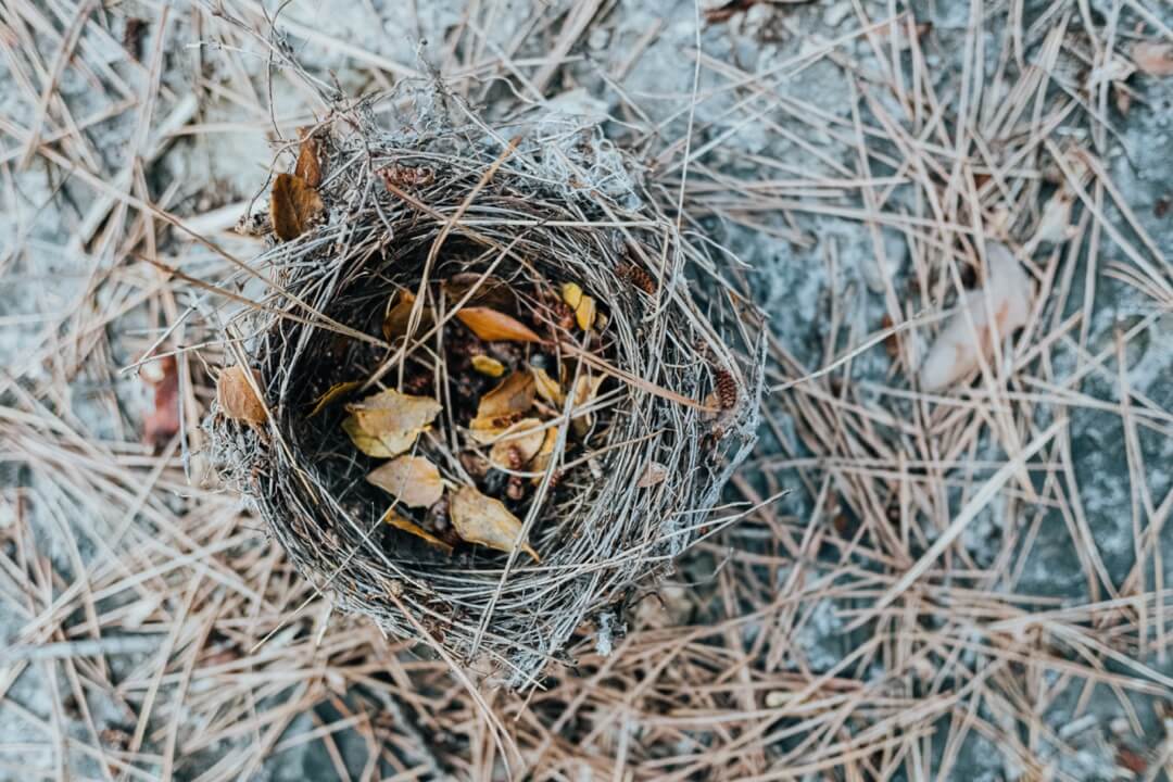 Inactive bird's nest on a roof.