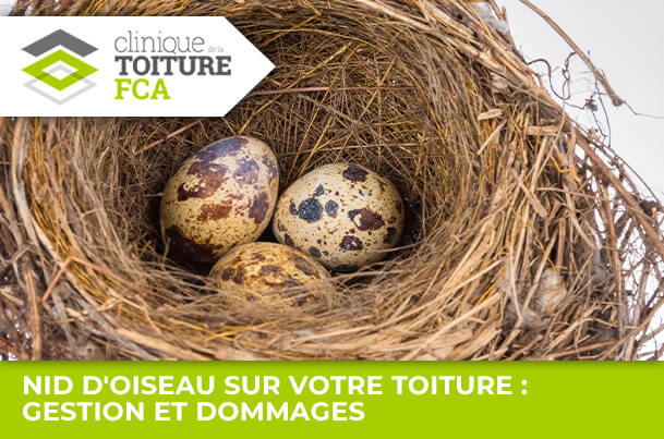 Nichoir à Oiseaux En Bois Imperméable – 30 X 12,5 X 12,5 Cm – Entrée 3,8 Cm – Décoration Jardin, Balcon