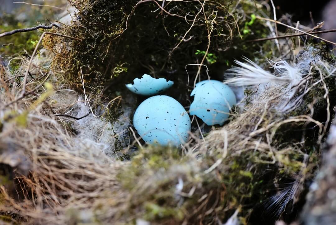 An inactive bird's nest with eggshell