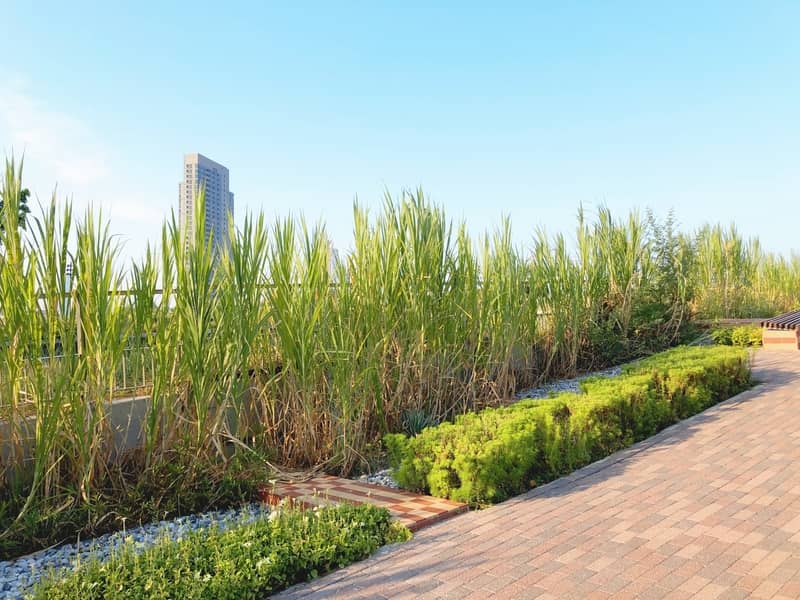 Toit plat végétal avec plein de plantes.