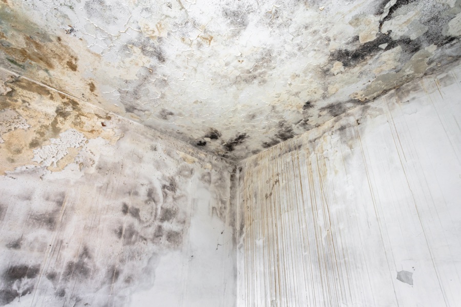 Fungal mold on an attic.