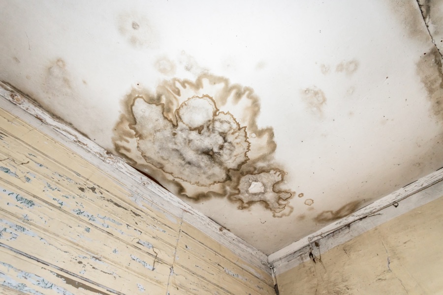 Mold spots on a ceiling wall.